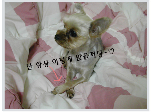 보배 어디로 산책 가나요?