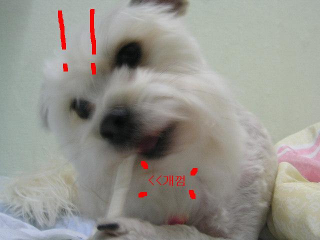 모자쓴 볼키이~-ㅁ-)/