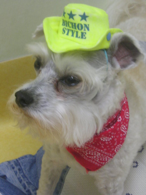 모자쓴 볼키이~-ㅁ-)/