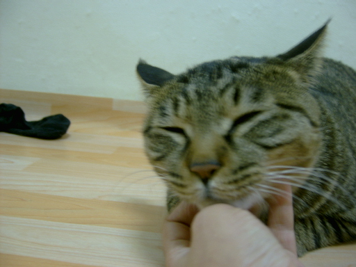 회색고양이 [달이]입양한지 1년 반....