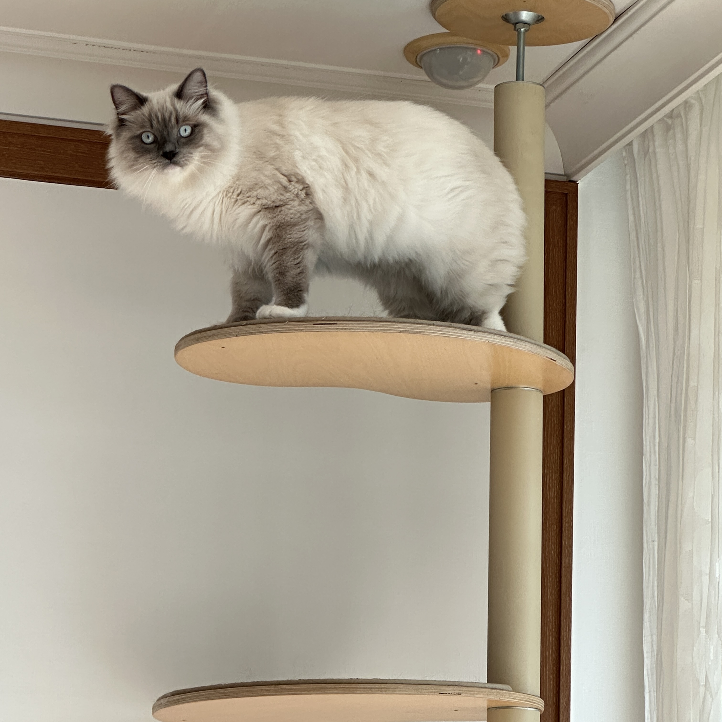 비누 입양 3.5개월차 후기