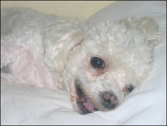 비니는 우울모드