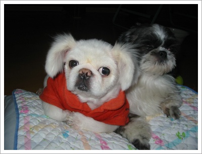 왕자호동(루돌프)&낙랑공주(호순)