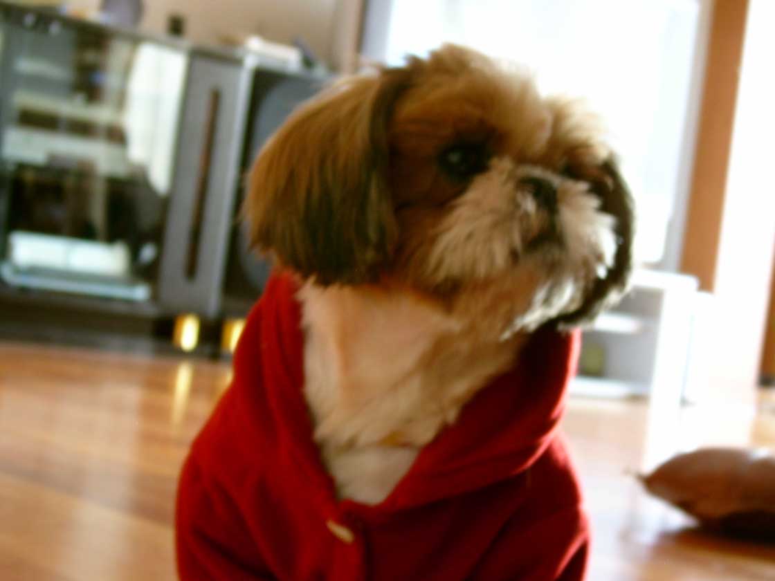 *****배변훈련 성공기*****