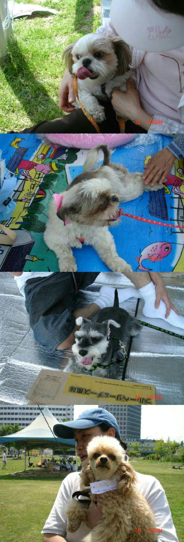 [사진]2005년 입양동물과의 만남