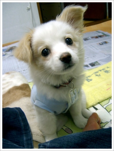 소심이 보리 입양후기입니다