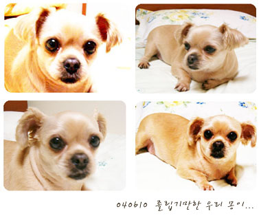 황금시추 몽이 언니입니당.