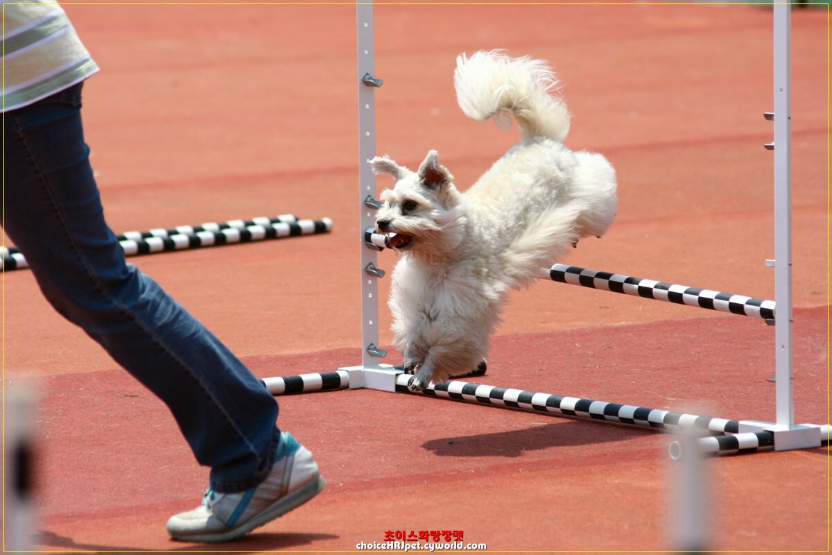 볼키 사진 감상하세요...