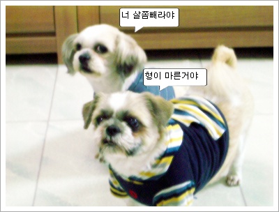 이제 슬슬 우리 대길이는...자길 좋아하는줄 아나봐요