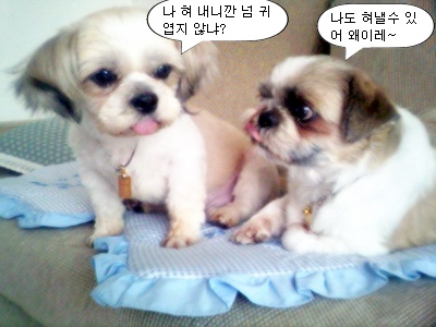 오늘 이놈들을 보니깐...