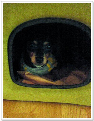 칸이 입양 하루밤을 보내고..