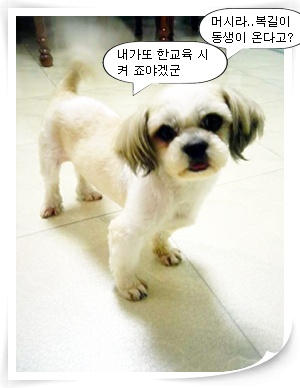 입양에 관하여~~~