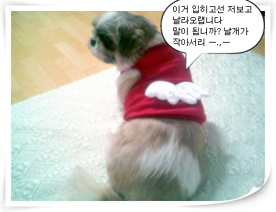 입양을 말이죠...