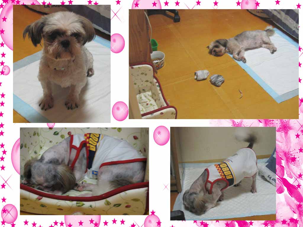 포포의 임시보호 일기 1