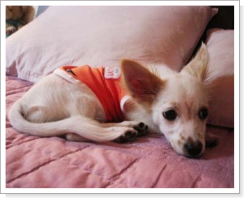 보람이(못난이) 입양후기..