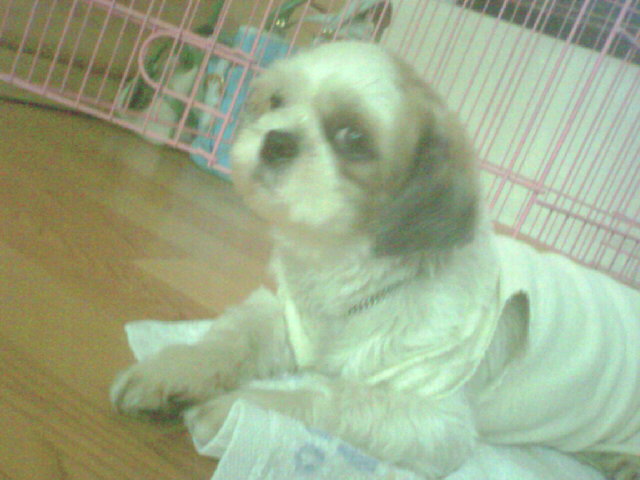 산이입양후기 ^ㅡ^