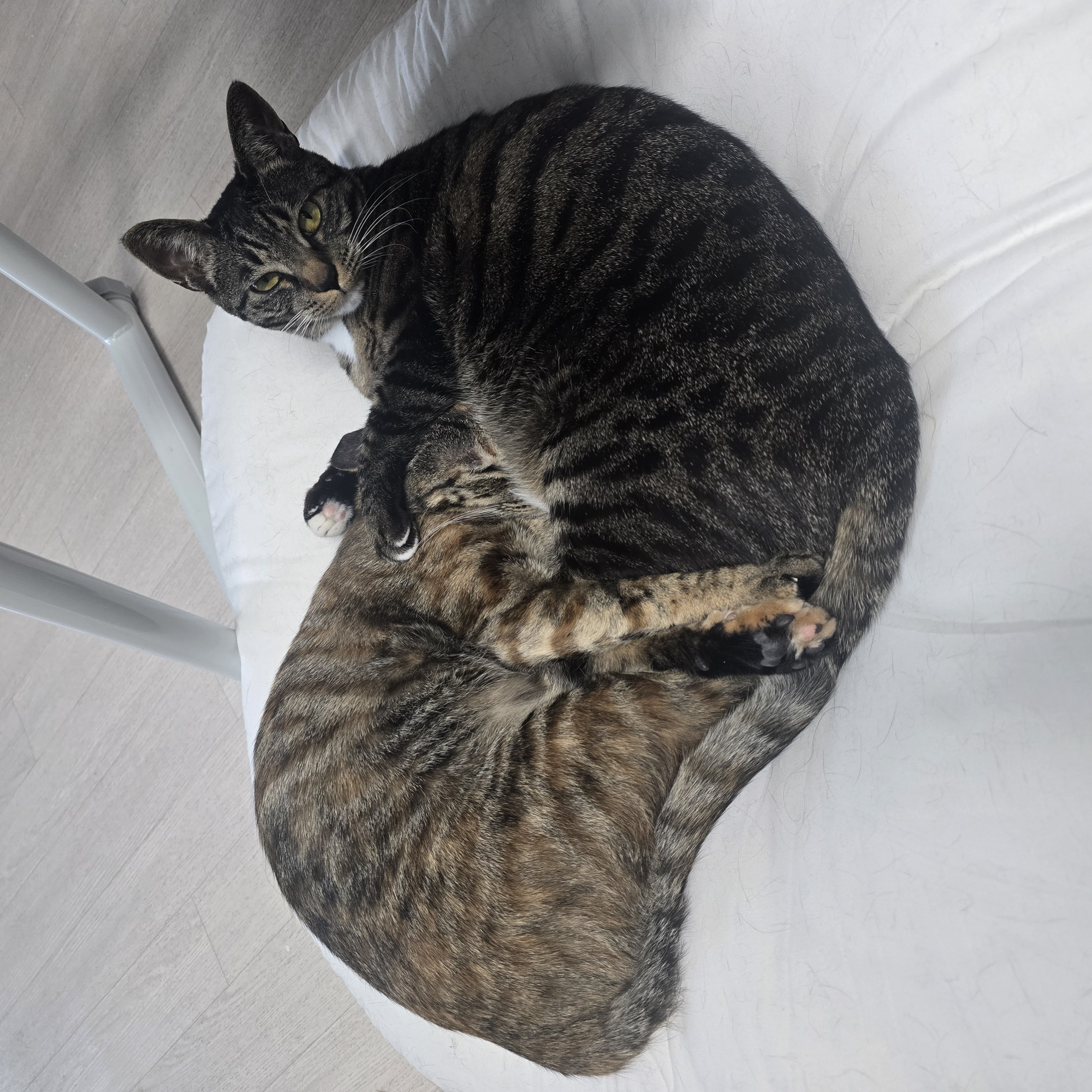 나린이(현 다미) 입양 2년차 후기