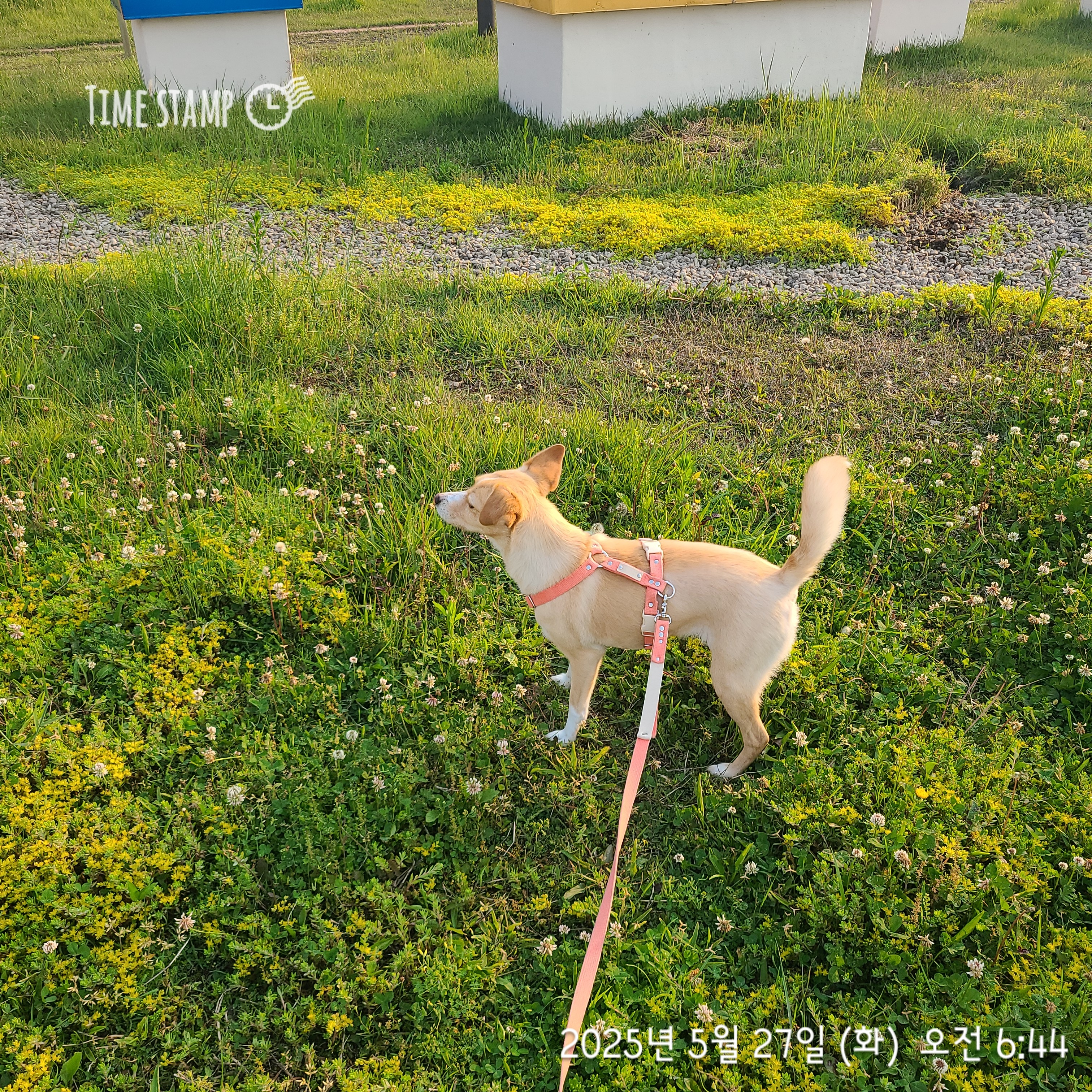 구콩이 입양 2년차