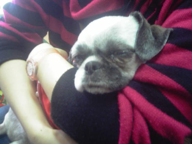 고양시 시츄 여아 럭키 입양주선자입니다.