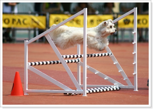 저! 날고싶습니다.