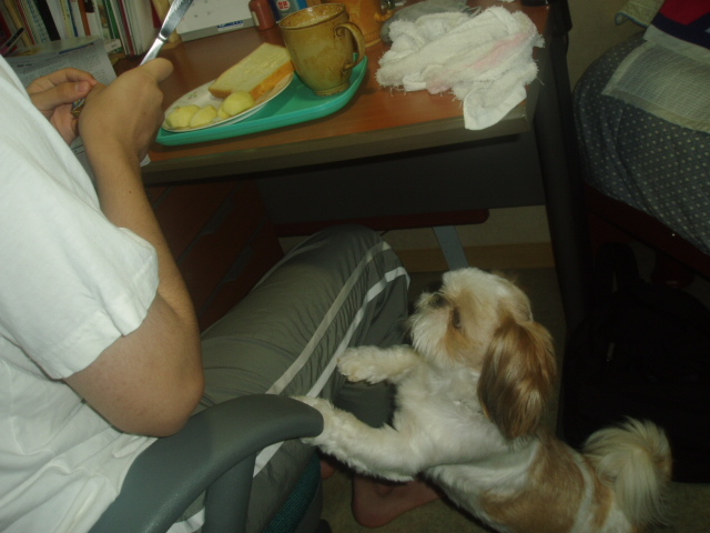 보고싶은 토토야