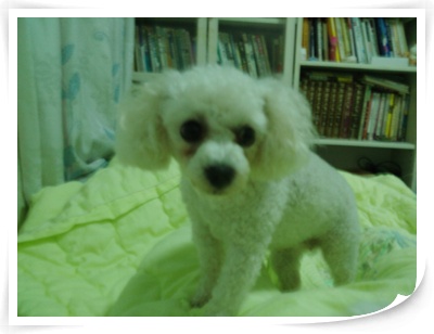 시골집에 강아지 사진..