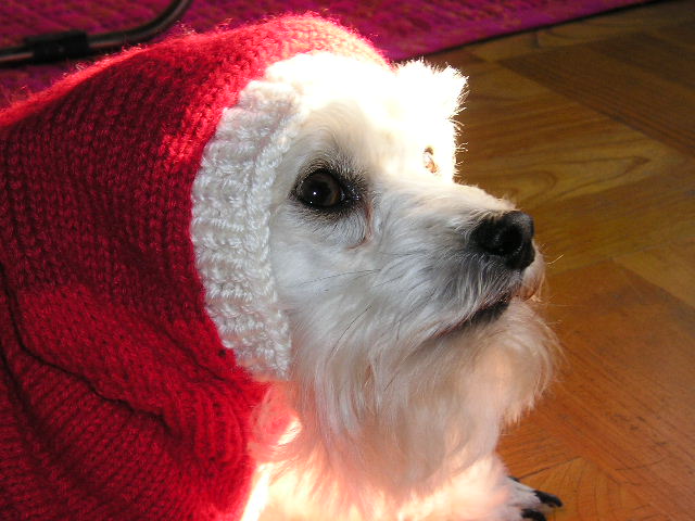 토요일날 애견미용자격증시험봤어요~