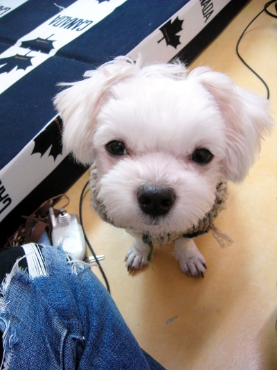 응큼한 콩이입니다