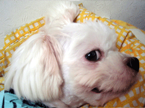 응큼한 콩이입니다