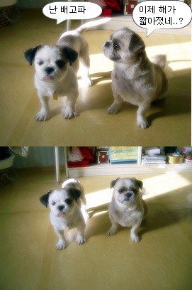 아이고 춥습니다.....이젠 영하로 떨어 진다네요...