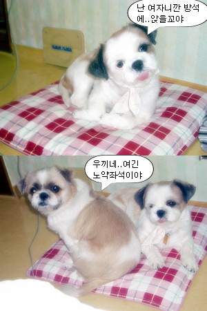 아이고 춥습니다.....이젠 영하로 떨어 진다네요...