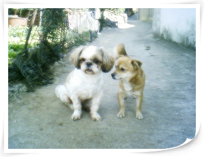 짱이랑 밤식이 사진 올립니다.