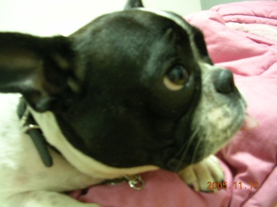 프렌치 불독 호랑이(전 이름-부리)잘 살고 있어요~