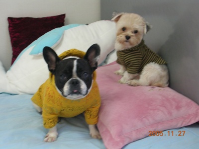 프렌치 불독 호랑이(전 이름-부리)잘 살고 있어요~