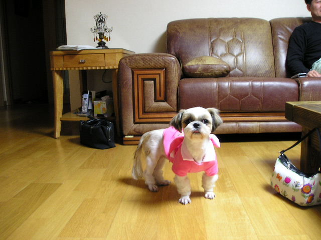 초롱이(보리)입양 첫 날입니다