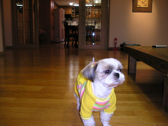 초롱이(보리)염색한  날