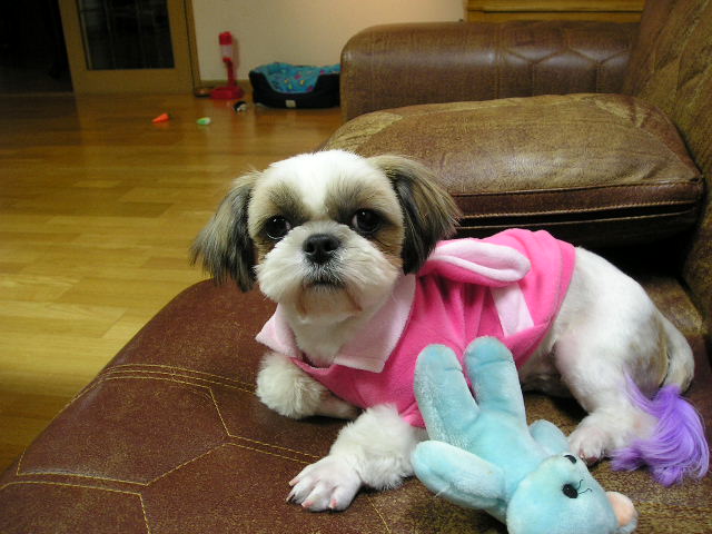 초롱이(보리)염색한  날