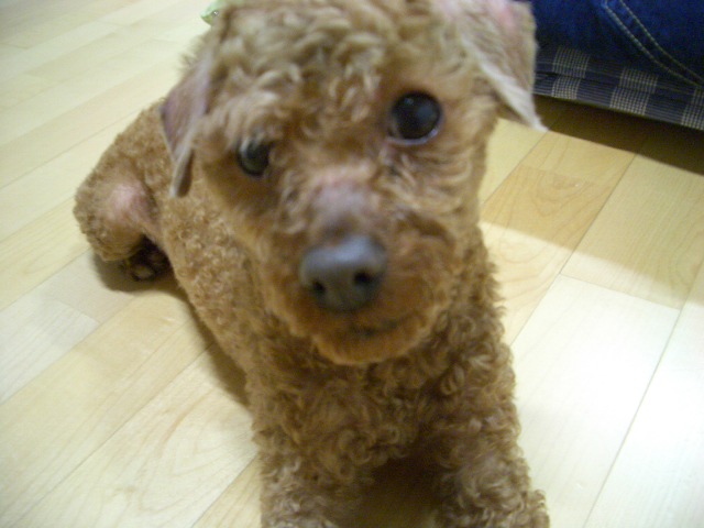 2005년 5월 입양 푸들 (감자)