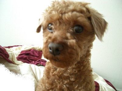 감자 1달 후 모습