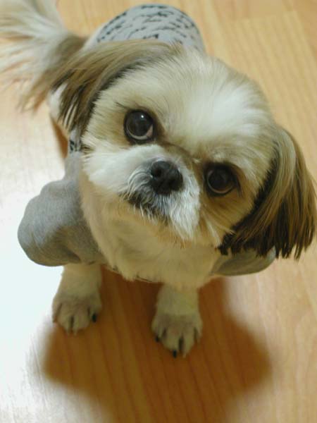 (임시보호)제제 오늘 사진이예요~