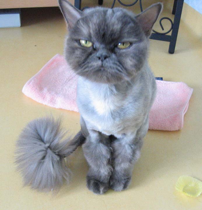 다옹이 입양가던 날...