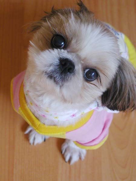 (임시보호) 제제 또 왔어요~ ^^