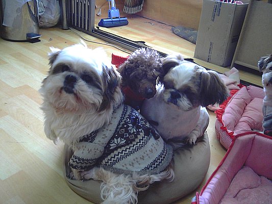 입양공고에 올라간 세 마리...^^