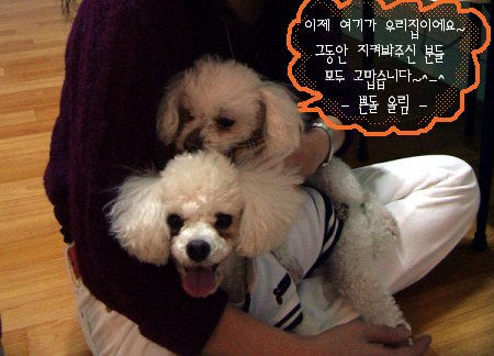 어제 입양간 쁜돌이입니다...^^