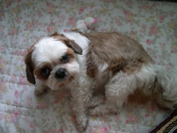 (임시보호) 잘 지내고 있습니다^^