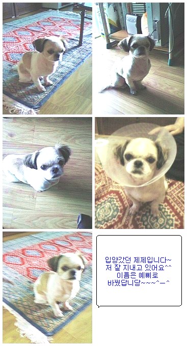 시츄 제제 기억나시나요?^^