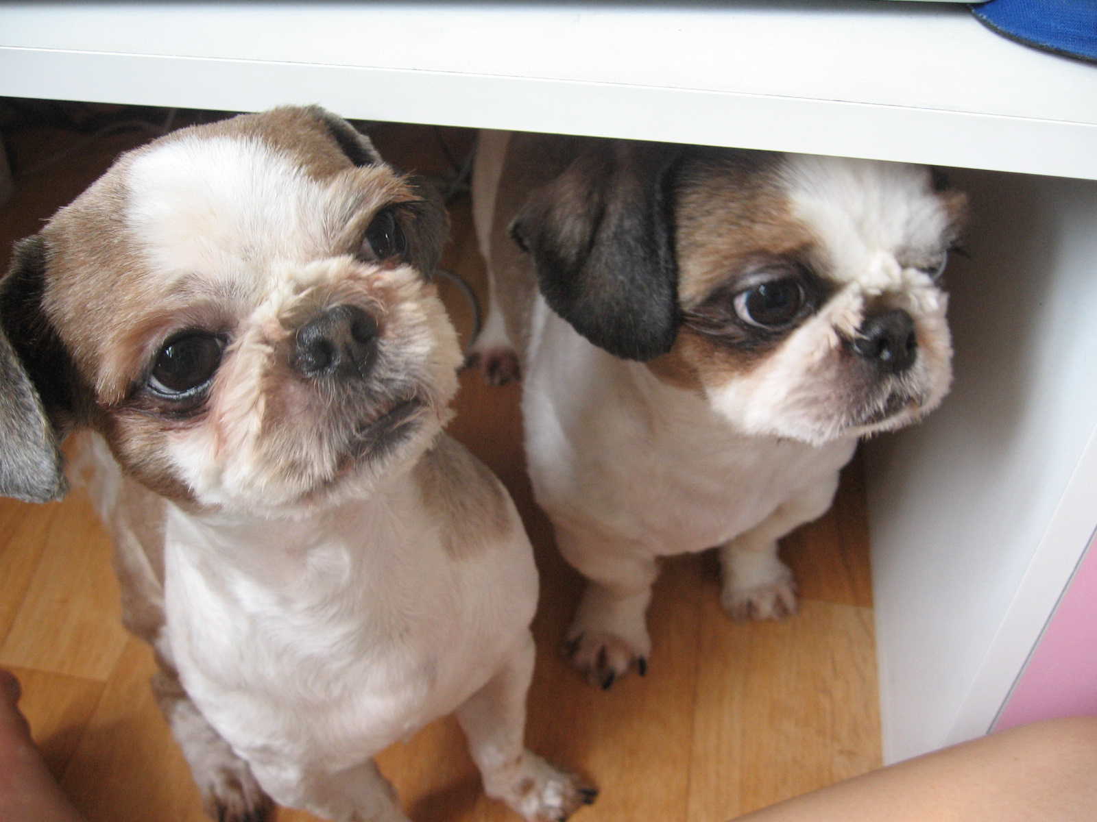 헤헤^^ 아이.아랑이네 왔어욤*^^*