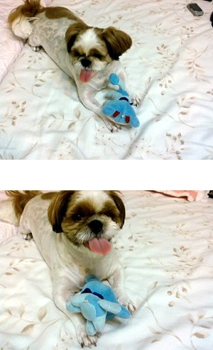 은혜에요^^ 지금은 재롱이로 불러요ㅋ