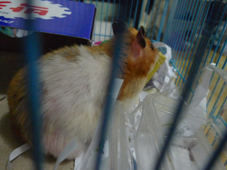 오늘 입양해 온 골든햄스터 라이츄(골디)입니다.