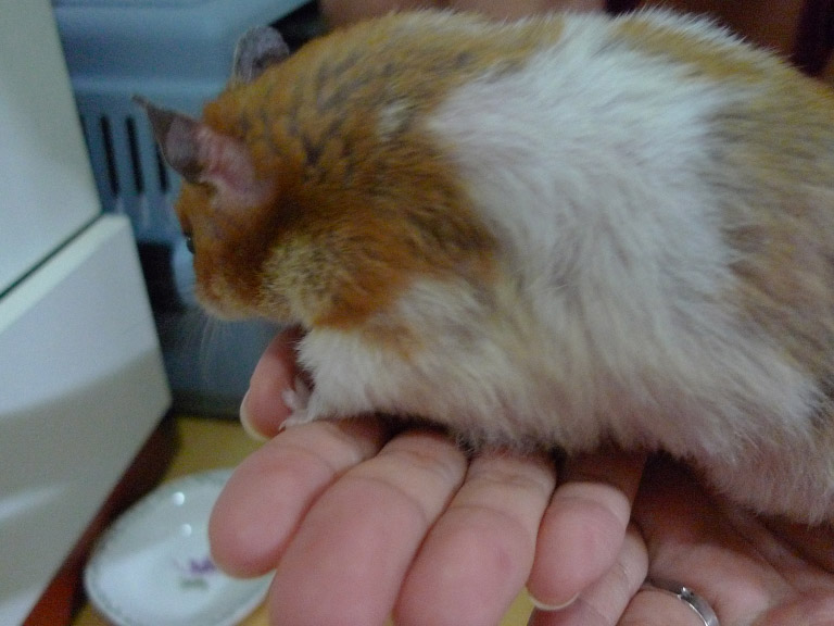 오늘 입양해 온 골든햄스터 라이츄(골디)입니다.